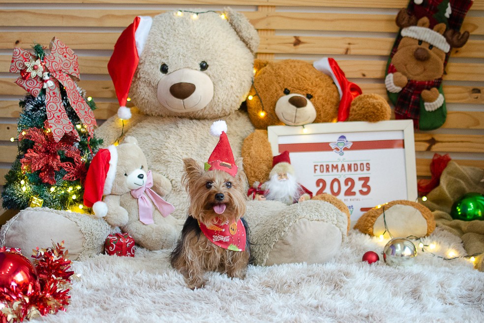 Pets ganham ensaio natalino e formatura em Natal — Foto: Amany Mourtada