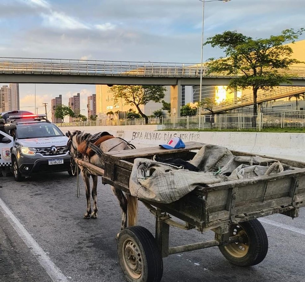 Carroça foi parada por policiais militares — Foto: Divulgação/PM