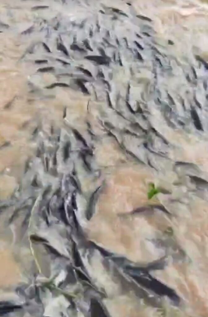 Peixes acumulados em barragem de Rafael Fernandes, RN — Foto: Reprodução