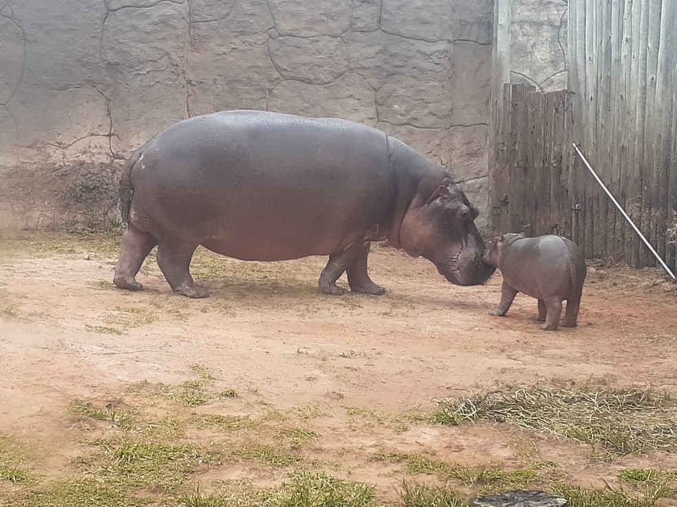 Bebê hipopótamo do Aquário Natal é macho: Teco — Foto: Sérgio Henrique Santos/Inter TV Cabugi