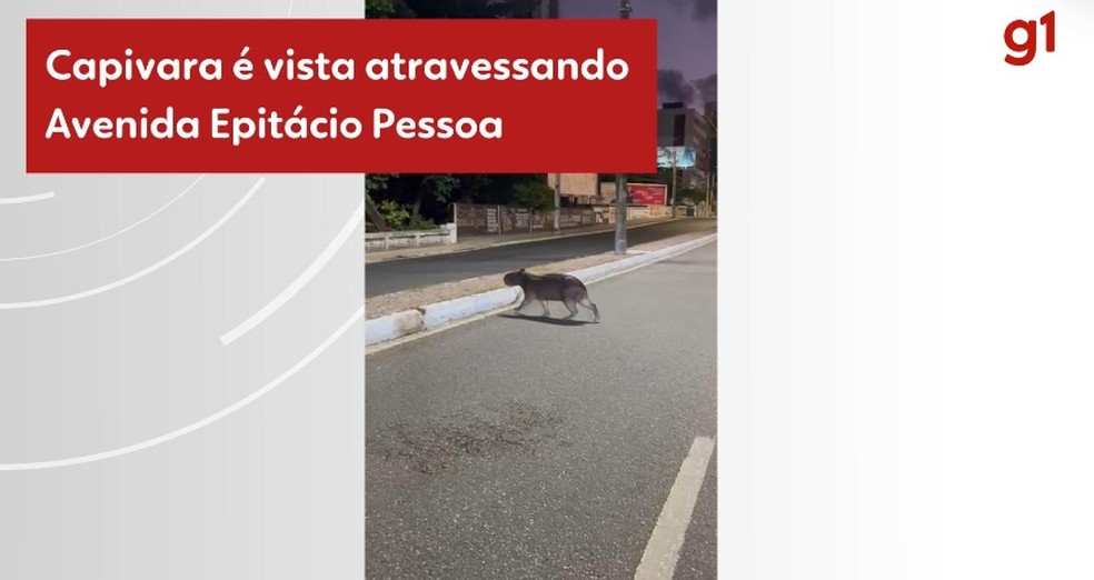 Trecho onde capivara foi vista é próximo de um rio — Foto: Reprodução/TV Cabo Branco