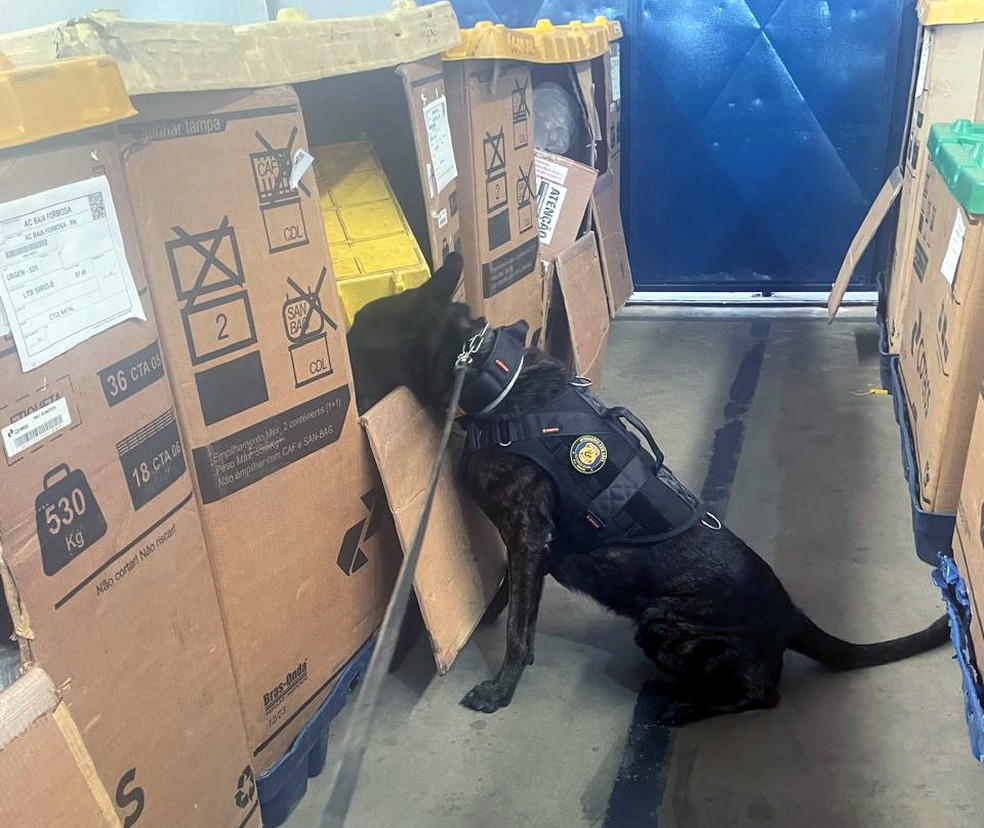 Cães farejadores foram usados na localização das encomendas com drogas nos Correios, em Natal — Foto: PF/Divulgação