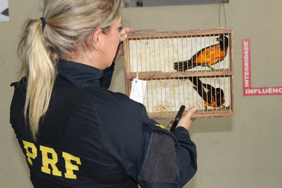 95 aves silvestres são resgatadas em feira livre na Zona Oeste de Natal — Foto: Reprodução/PRF
