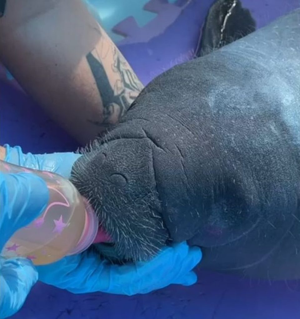 Peixe-boi foi resgatado em Santa Rita, no litoral Norte do RN — Foto: Divulgação/Cemam