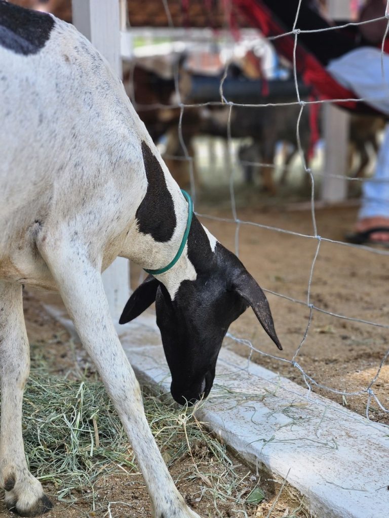 Ovino da Raça Soinga, criada no RN — Foto: Mateus de Paula