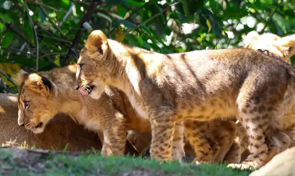 São Paulo (SP), 02/03/2025 - As filhotes da leoa Erindi e do leão Django, que nasceram em cativeiro, são colocadas para exposição na Ilhas dos Leões, no Zoológico de São Paulo, localizado na Zona Sul da capital paulista. Foto: Rovena Rosa/Agência Brasil