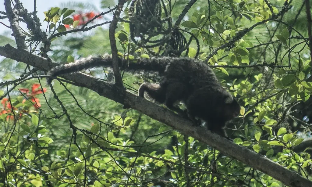 De acordo com a secretaria de Saúde mineira, 65 municípios já confirmaram mortes de macacos por febre amarela (Arquivo/Fábio Massalli)