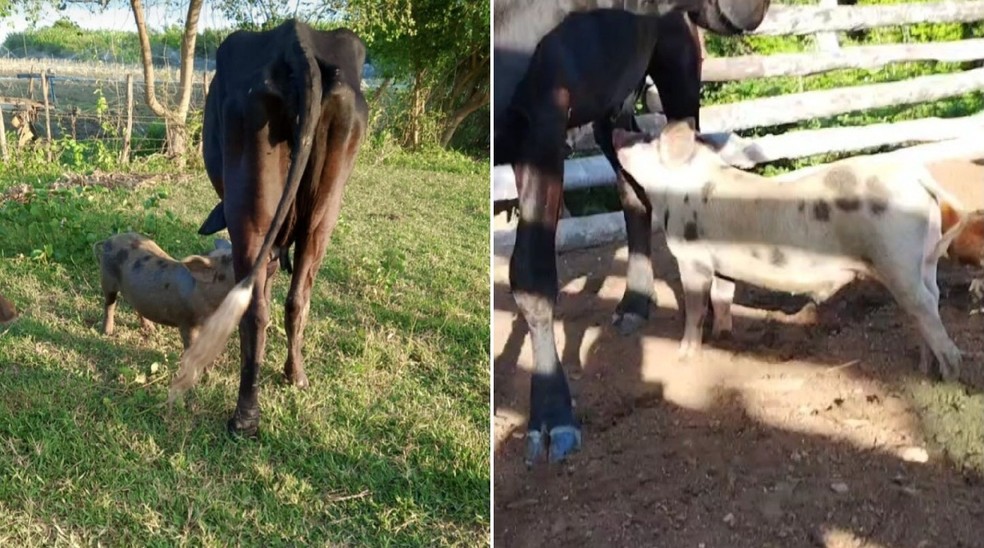 Porco mama nas tetas de vacas em fazenda no interior do RN — Foto: Reprodução