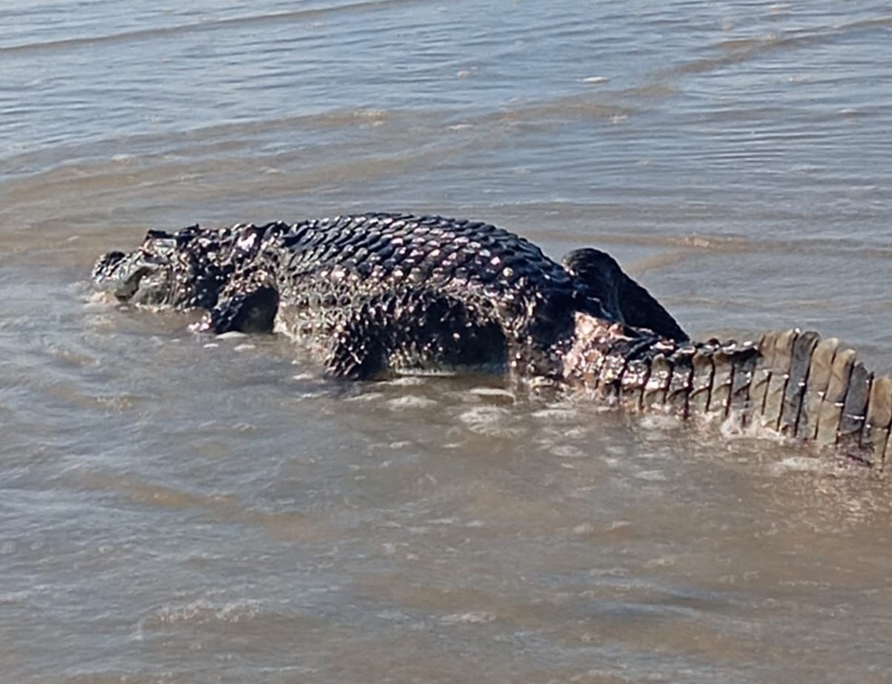 Jacaré encontrado na praia de Genipabu, nesta terça (6) — Foto: Reprodução