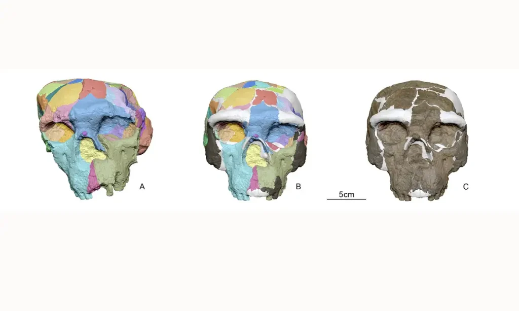 Crânio humano descoberto da China. The digital reconstruction process used on an archaic human skull, called Yunxian 2, that was unearthed in 1990 in China's Hubei Province, is shown in this image released on September 25, 2025. Figure A shows the skull, with certain areas marked in different colors, with the deformation caused by the fossilization process. Figure B shows the skull, with those same areas marked in the same colors as in Figure A, after scientists used advanced CT scanning, structured light imaging and sophisticated virtual reconstruction techniques to digitally reconstruct the skull. Figure C shows the digitally reconstructed skull, with missing pieces marked in white. Xijun Ni/Handout via REUTERS    THIS IMAGE HAS BEEN SUPPLIED BY A THIRD PARTY NO RESALES. NO ARCHIVES.