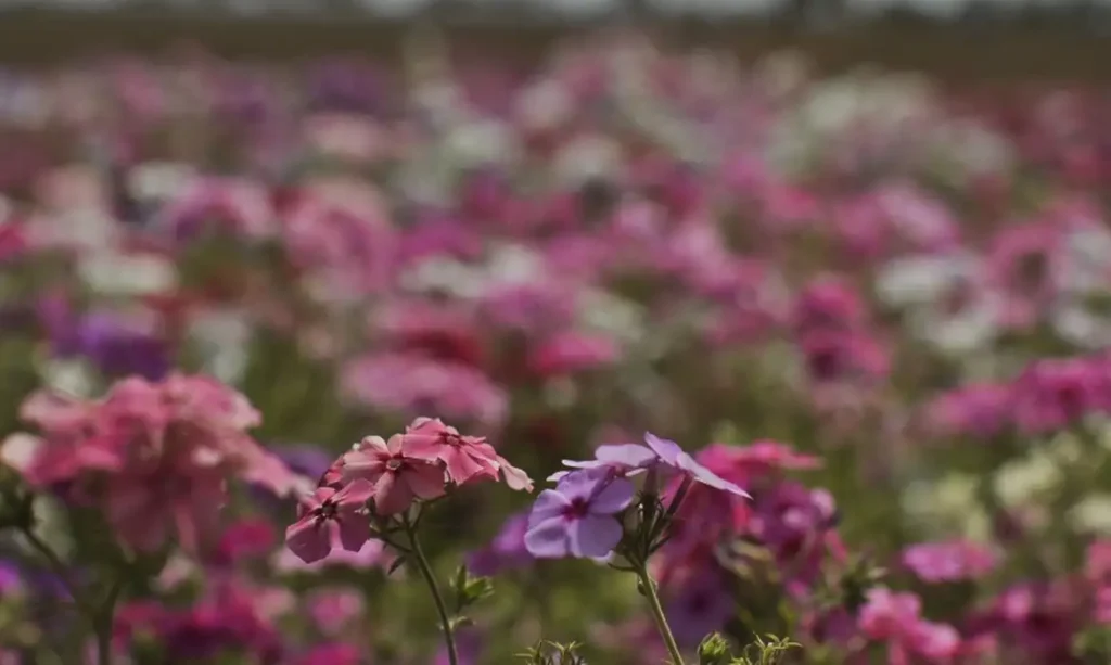 primavera
