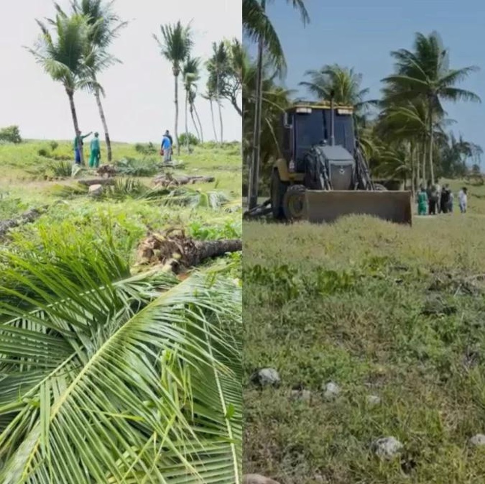 Justiça Federal manda suspender derrubada de coqueiros em praia de Camboinha, na Paraíba — Foto: Justiça Federal