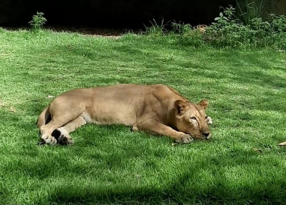 Leona, leoa que matou homem que invadiu recinto dela no zoológico de João Pessoa — Foto: Reprodução/PMJP