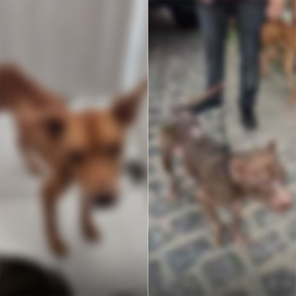 Pitbulls foram resgatados pela Polícia Civil — Foto: Divulgação/Polícia Civil