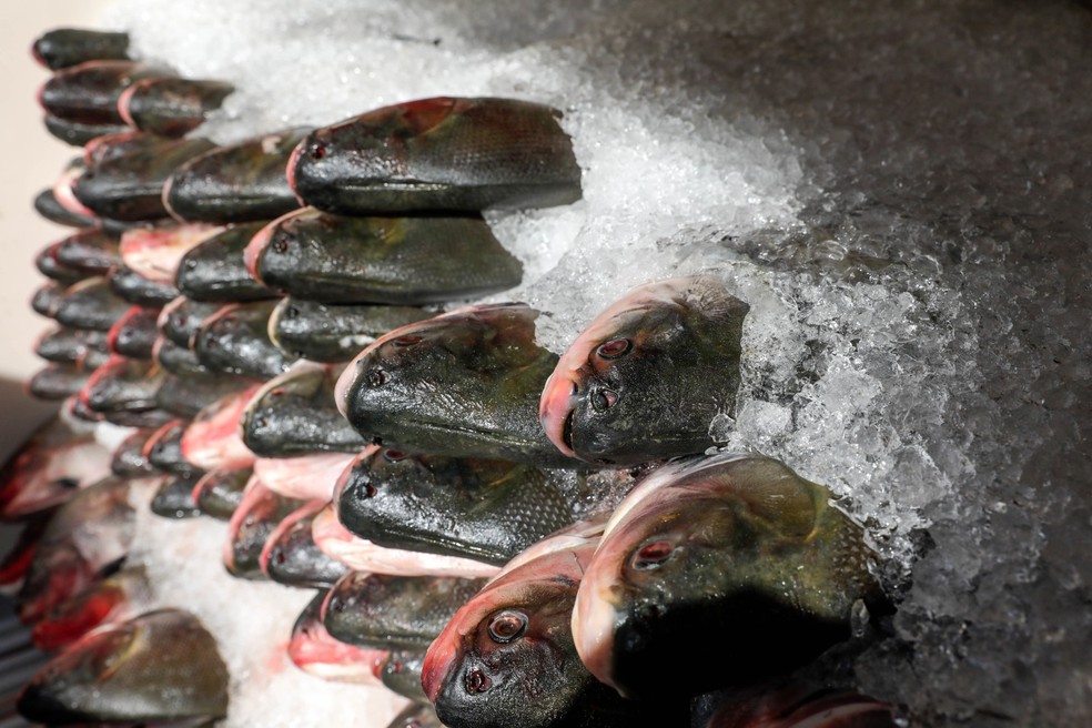 Pesquisas encontram variação de até 125% nos preços de peixes para a Semana Santa na Grande João Pessoa — Foto: Divulgação/Secom
