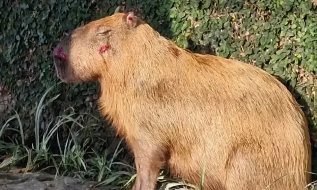Rio de Janeiro (RJ), 24/03/2026 - FOTO DE ARQUIVO - 
Capivara agredida por homens. Foto: CRAS/Divulgação