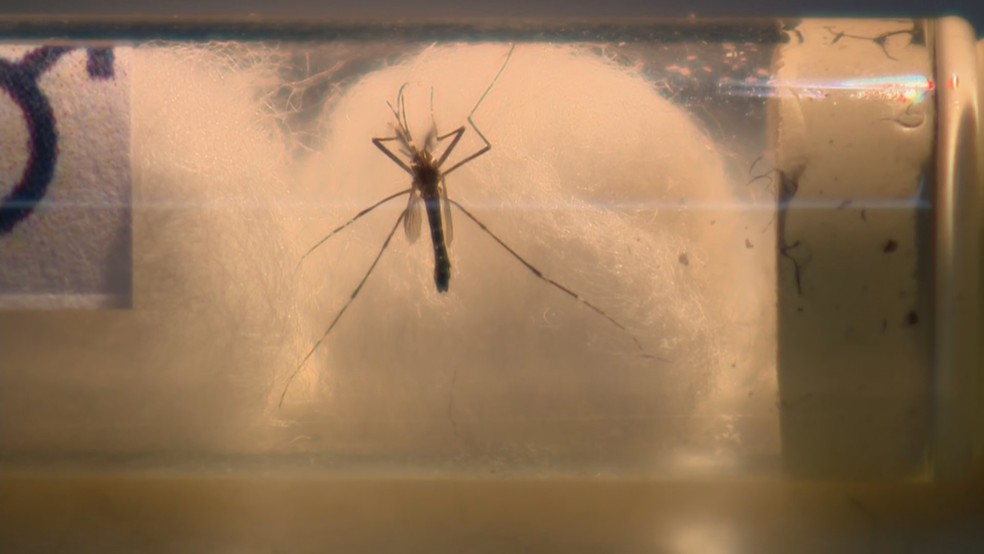 Índice de infestação de Aedes aegypti em imóveis se aproxima de 5% e acende alerta de alto risco, em Campina Grande — Foto: Reprodução/RBS TV