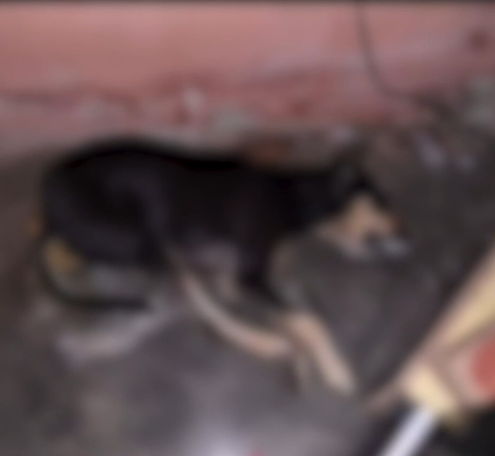 Animais são encontrados mortos com sinais de envenenamento no Sertão da Paraíba e Polícia Civil abre inquérito — Foto: TV Paraíba