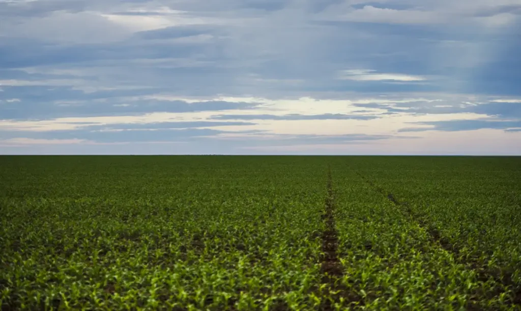 Área de plantação de soja próxima ao município de Brasnorte, noroeste de Mato Grosso. (Marcelo Camargo/Agência Brasil)