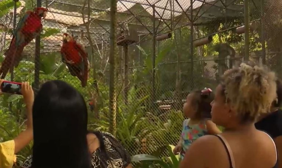 Observação de araras, no Parque Arruda Câmara, popularmente conhecido como Bica, em João Pessoa — Foto: TV Cabo Branco/Reprodução