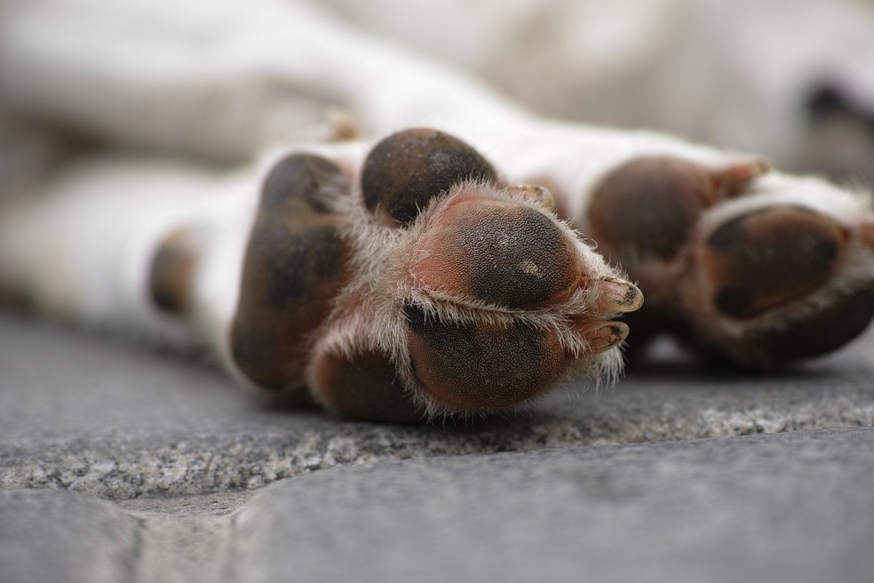 Polícia investiga morte de cachorros no Sertão da Paraíba.  — Foto: Divulgação/Freestockcenter/Freepik