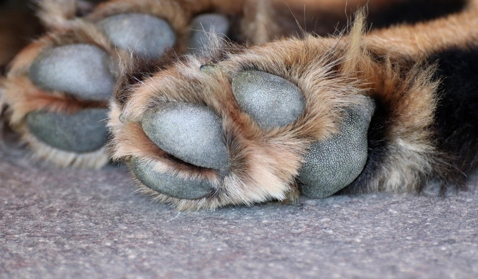 Polícia Civil abre inquérito para investigar morte de animais em Teixeira, no Sertão da PB — Foto: Pixabay/Reprodução