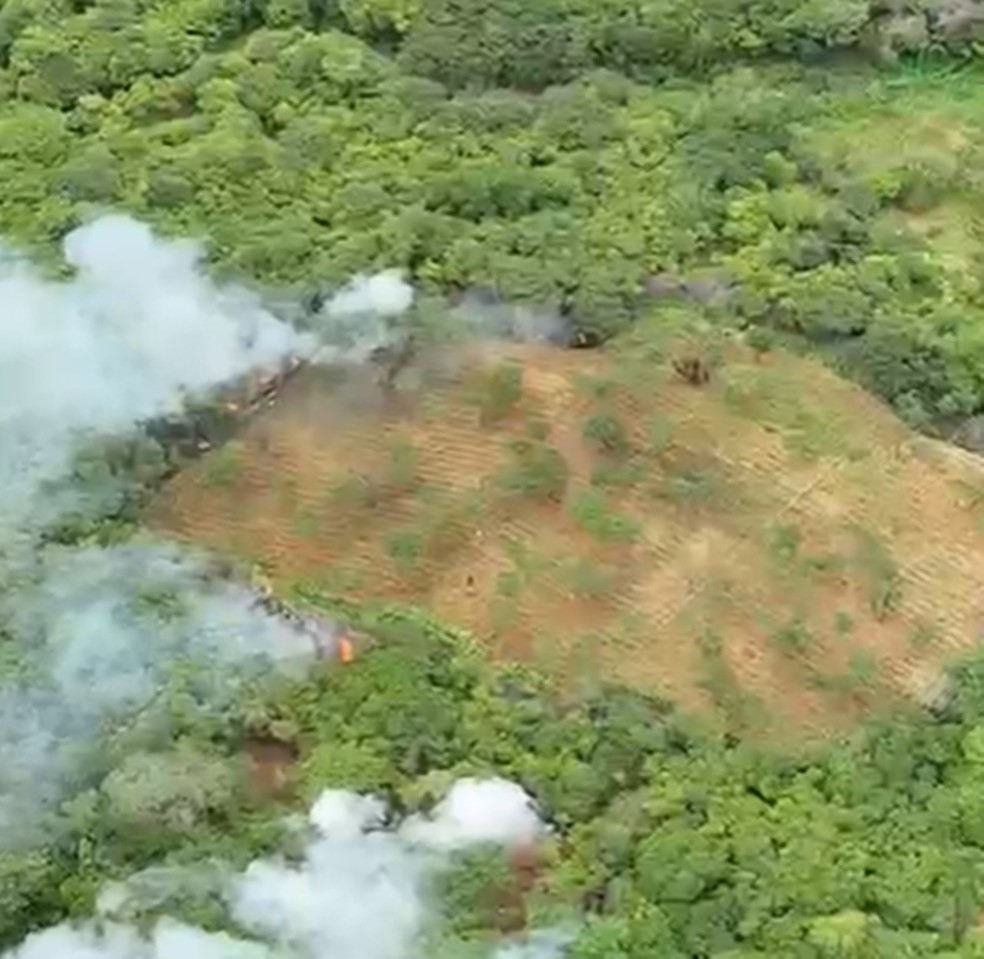 Plantação com 18 mil pés de maconha para abastecer o tráfico é encontrada na PB; Um suspeito é preso — Foto: Polícia Federal