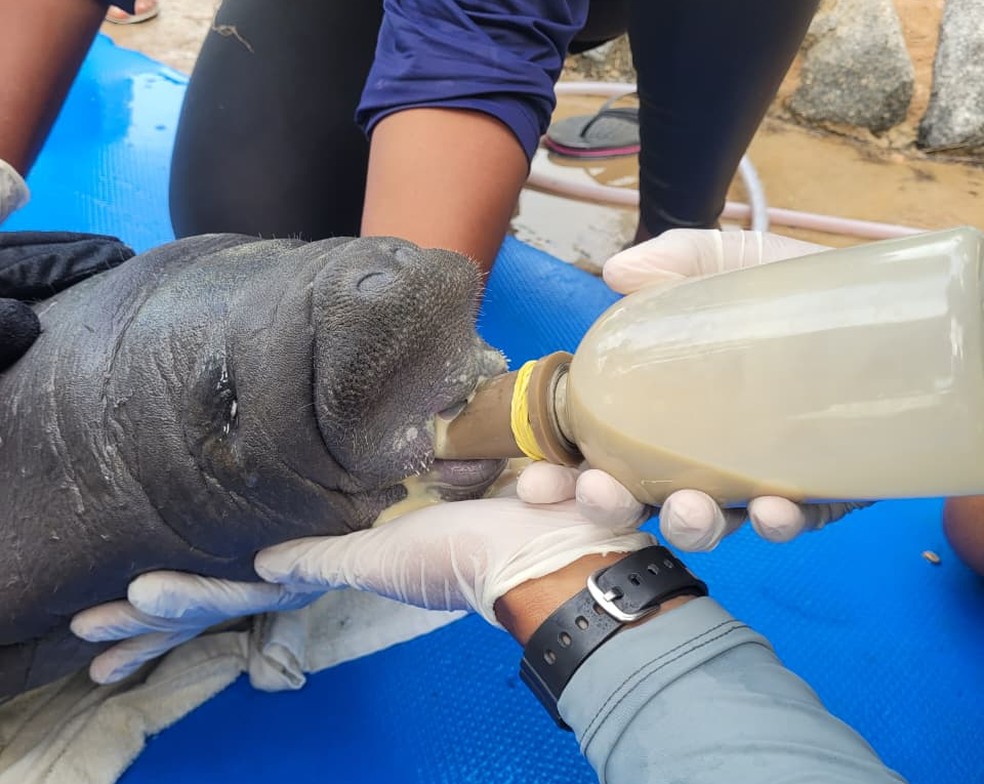 Filhote de peixe-boi-marinho é resgatado após encalhar em praia do Litoral Norte da Paraíba — Foto: Reprodução / Fundação Mamíferos Aquáticos