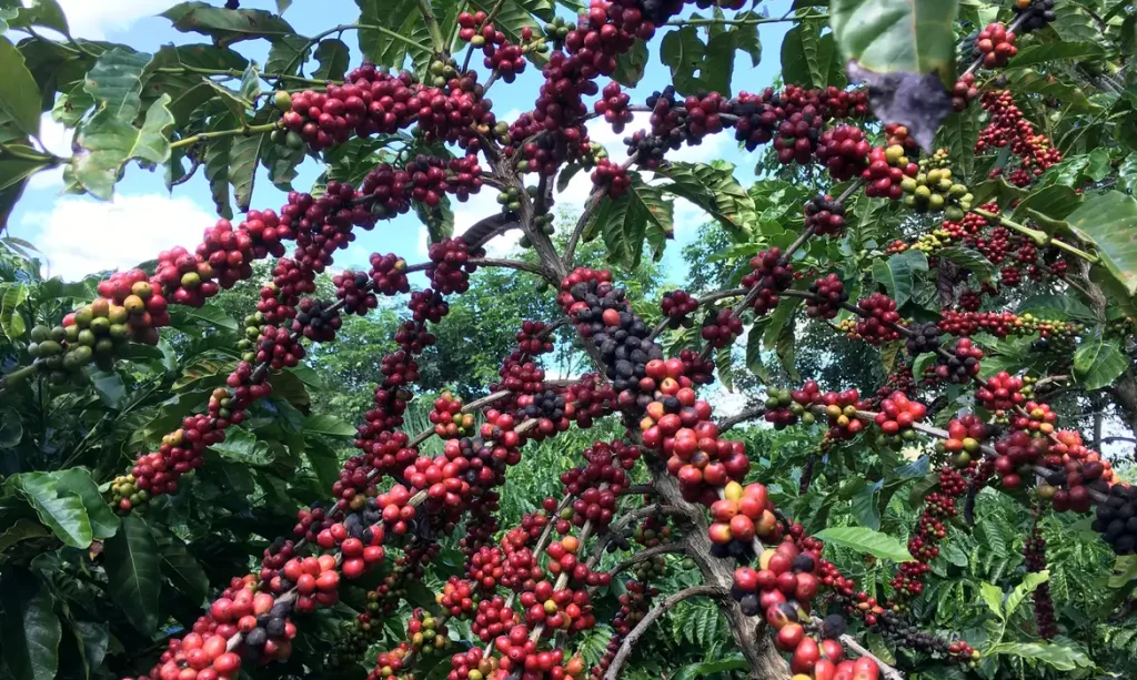 Cafezal em São Gabriel da Palha, no Espírito Santo
