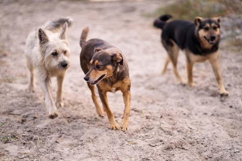 MPPB aciona Justiça para que São João do Rio do Peixe tire animais das ruas — Foto: Reprodução/Freepik