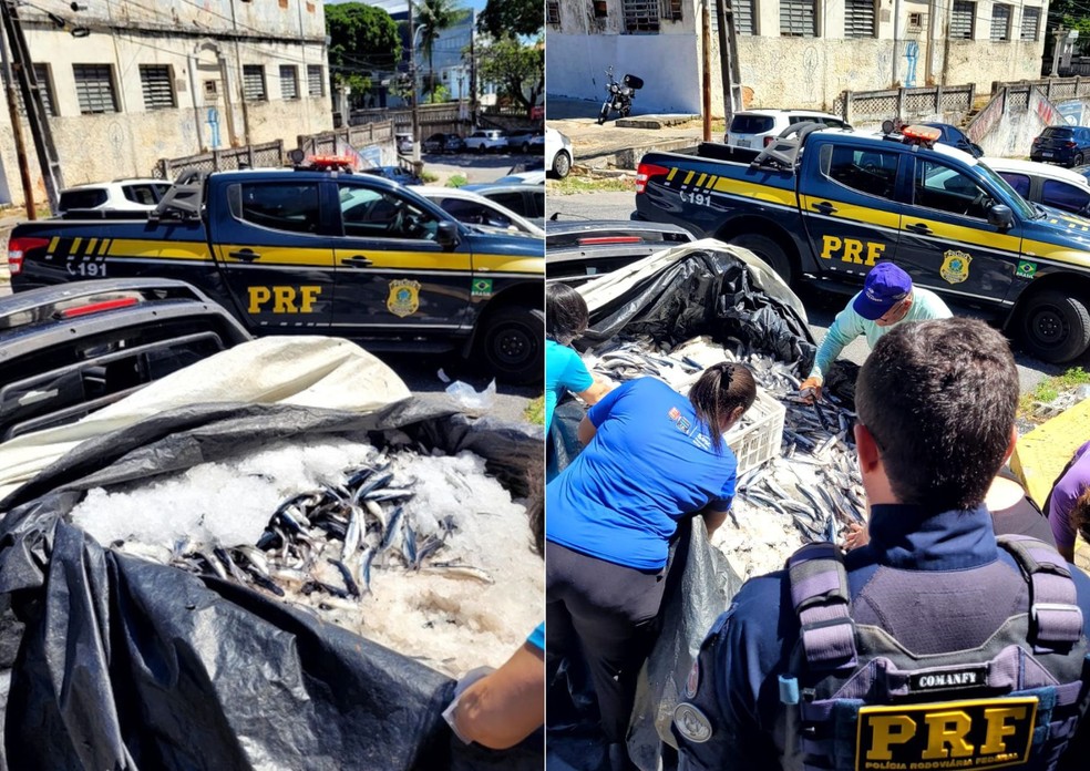 PRF apreende quase 700 kg de peixe-voador transportados de forma irregular no RN — Foto: PRF/Divulgação