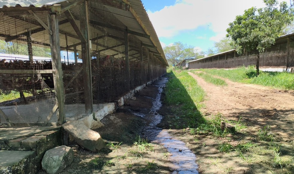 Dona de granja de galinhas é presa por poluição ambiental, em Campina Grande — Foto: Polícia Civil