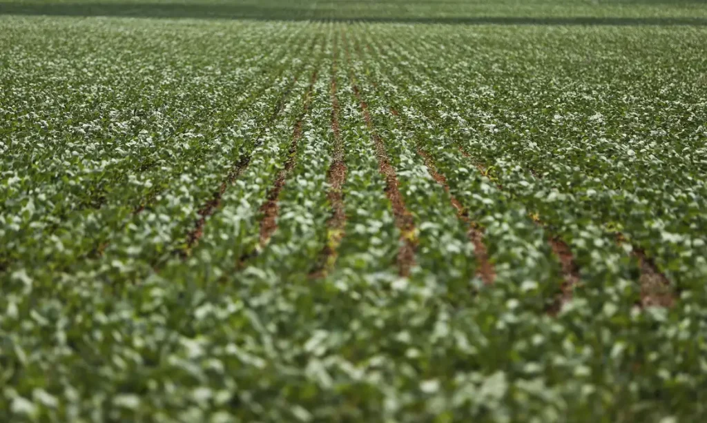Alto Paraíso de Goiás (GO) - Plantação de soja em área do município de Alto Paraíso mostra o avanço da fronteira agrícola na região da Chapada dos Veadeiros (Marcelo Camargo/Agência Brasil)