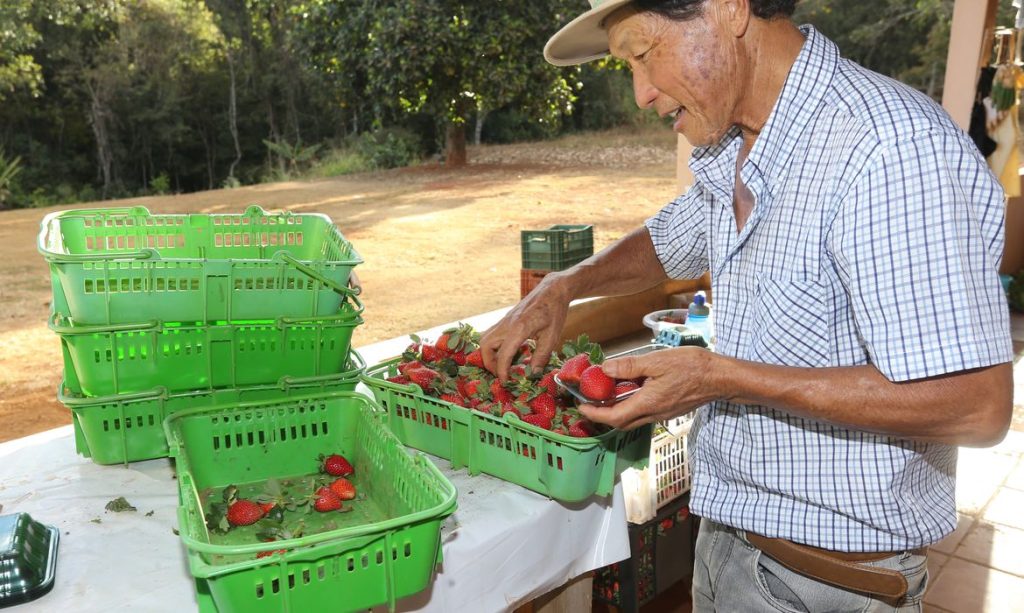 Brazlândia (DF) - O paulista João Fukushi aprendeu com o pai os segredos da plantação do morango e se aventurou no Centro-Oeste a produzir a fruta (Valter Campanato/Agência Brasil)