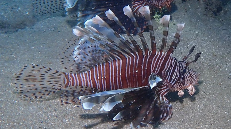 Peixe-leão está presente na costa nordestina — Foto: coconut-etiennus / iNaturalist