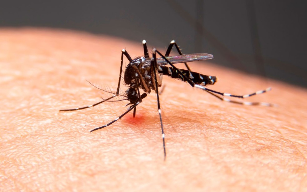 Paraíba registra mais de 4,2 mil casos e 6 mortes por dengue no primeiro semestre de 2026 — Foto: g1