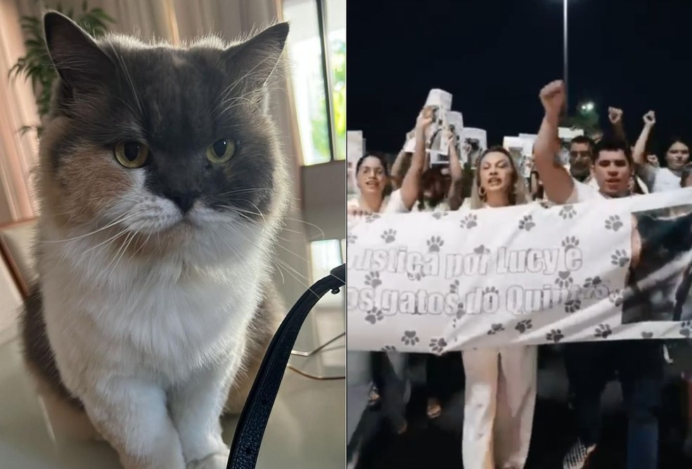 Gata Lucy morreu após ser capturada em Mossoró; moradores de condomínio fizeram protesto  — Foto: Reprodução