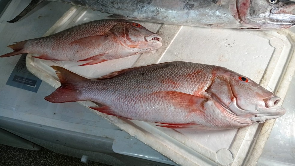 Intoxicação por peixe: casos de ciguatera disparam no RN — Foto: Brunno Rocha/Inter TV Cabugi