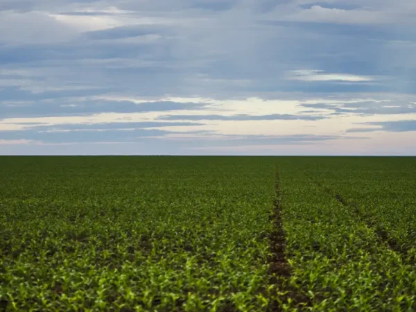 Área de plantação de soja próxima ao município de Brasnorte, noroeste de Mato Grosso. (Marcelo Camargo/Agência Brasil)