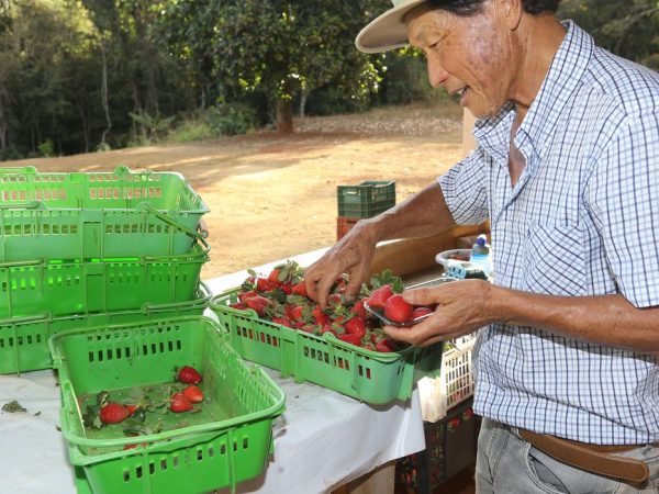 Brazlândia (DF) - O paulista João Fukushi aprendeu com o pai os segredos da plantação do morango e se aventurou no Centro-Oeste a produzir a fruta (Valter Campanato/Agência Brasil)