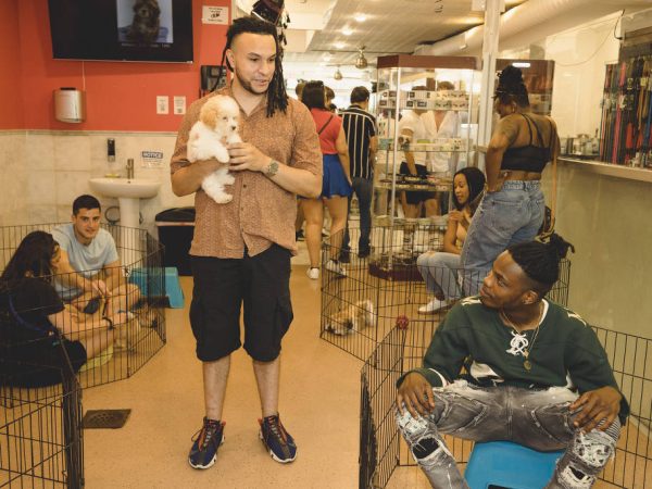 Lojas de animais de estimação do estado de Nova York estarão em breve proibidas de vender cães, gatos e coelhos. — Foto: Sara Naomi Lewkowicz /The New York Times