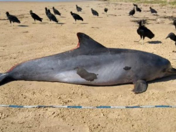 Instituto Biota de Conservação não divulgou em qual praia o animal foi encontrado para não atrair curiosos — Foto: Reprodução.