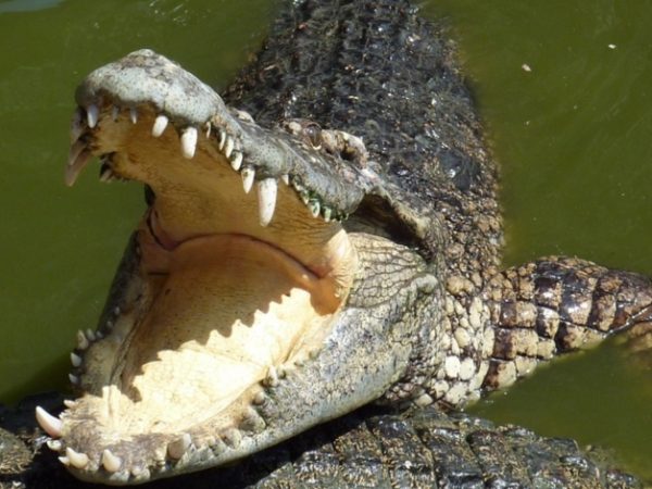 Ele seguiu sugestão de um líder espiritual da região, que o teria aconselhado a se banhar nas águas infestadas de crocodilos para ter boa saúde a afastar o mal — Foto: Reprodução