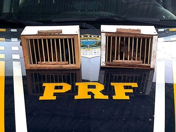 Os animais estavam sendo transportados em pequenas gaiolas em condições insalubres — Foto: PRF RN.