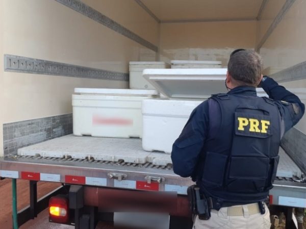 Só no mês de julho foram quase duas toneladas de lagosta apreendidas no Rio Grande do Norte pela Polícia Rodoviária Federal — Foto: PRF RN