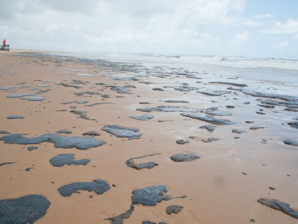 As análises clínicas apontaram que os resíduos são de petróleo produzido no Golfo do México. — Foto: Reprodução