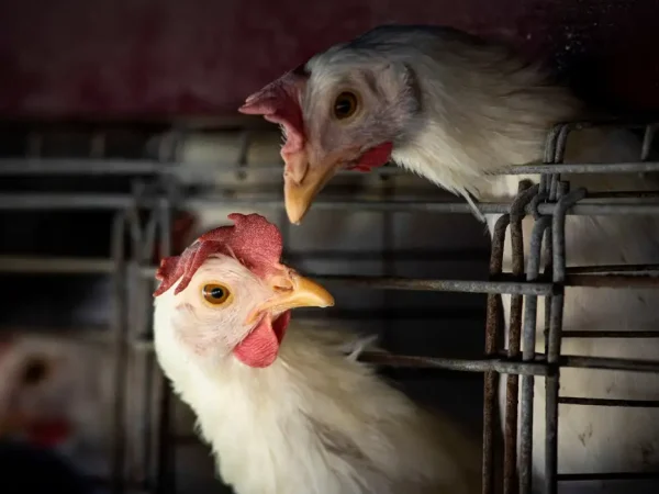 FILE PHOTO: Chickens sit in cages at a farm, as Argentina's government adopts new measures to prevent the spread of bird flu and limit potential damage to exports as cases rise in the region, in Buenos Aires, Argentina February 22, 2023. Reuters/Mariana Nedelcu/Proibida reprodução