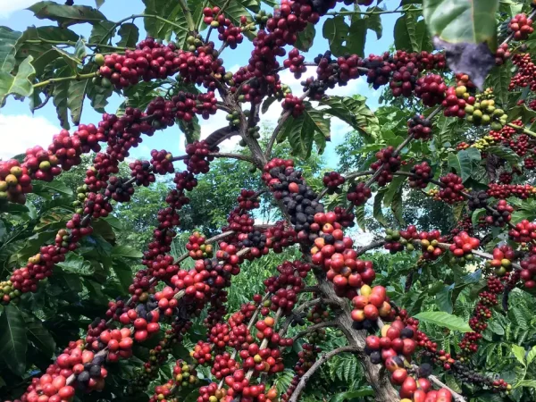 Cafezal em São Gabriel da Palha, no Espírito Santo