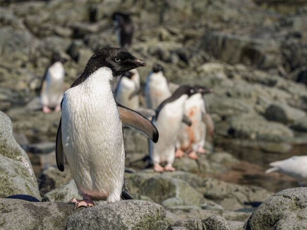 Pinguins na parte oriental da península da Antártida
17/01/2022 REUTERS/Natalie Thomas