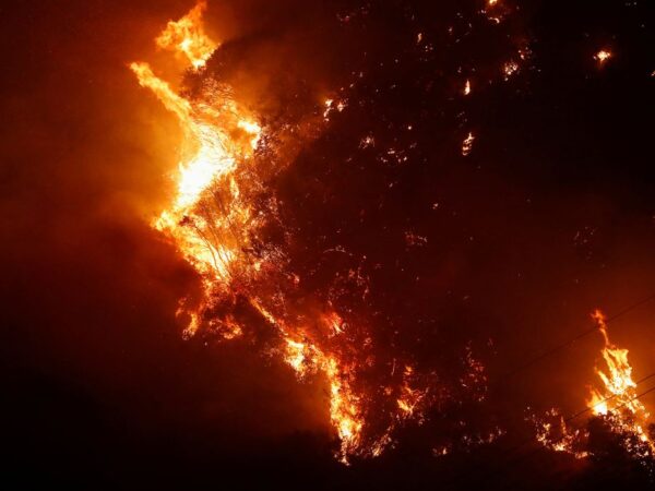 Árvores queimam, após a propagação de incêndios florestais em Vina del Mar, Chile, 3 de fevereiro de 2024. Foto: REUTERS/Rodrigo Garrido